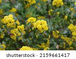 Small photo of Mahonia aquifolium also known as Oregon grape or holly-leaved berberry