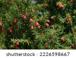 Taxus Baccata Is A Species Of...