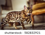 Bengal Cat Like A Leopard Sneaks
