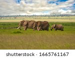 Elephants In The Tsavo East And ...