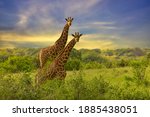 Giraffes In The Tsavo East ...