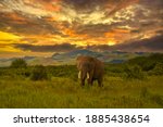 Elephants In The Amboseli...