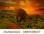 Elephants In The Amboseli...