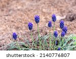Wild Blue Flowers Of Nazarene ...