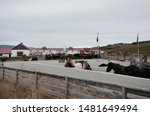 Small photo of A little view in an Icelandic horse round up