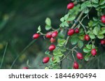 Branches of ripe rose hips in October