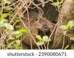 Small photo of coypu who thought for a moment