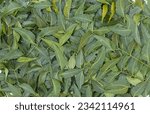 Small photo of Top View of Azadirachta Indica Leaves or Neem Leaves Background, Ayurvedic Medicinal Herb