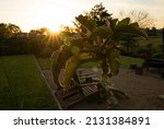 The Garden At Sunset. View Of...