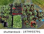Small photo of A Variety of annual flowers started from seed placed on an oval table outside to harden off. Overhead view of plants in various containers hardening off on an outdoor patio furniture table.