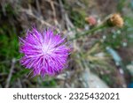 Small photo of Close up shot of beautiful Cheirolophus crassifolius, the Maltese centaury plant with blooming fur ball shaped purple flower. Himalayan Region of Uttarakhand.
