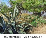 Tall Green Aloe Grows Next To...