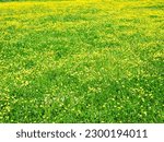 Small photo of top view of green meadow. Natural grass field background for design or project. Summer meadowland landscape for publication, poster, screensaver, wallpaper, banner, cover, post.