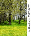 Small photo of Green meadow, top view. Natural grass field background for design or project. Summer meadowland landscape for publication, poster, screensaver, wallpaper, banner, cover, post.