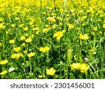 Small photo of Green meadow with yellow flowers, top view. Natural grass field background for design or project. Summer meadowland landscape for publication, poster, screensaver, wallpaper, banner, cover, post.