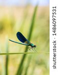 Blue And Green Dragonfly On A...