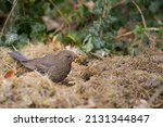 Female Common Blackbird Sitting ...