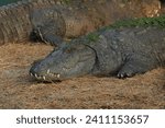 Small photo of big mugger or marsh or fresh water crocodile (crocodylus palustris) resting on the bank of river