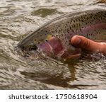releasing a wild Rainbow trout back into a river.