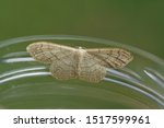 Small photo of A riband wave (Idaea aversata) on the rim of a glass jar. Family geometer moths (Geometridae). Photo: Bergen, Netherlands, June 24, 2019.