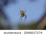 European Garden Spider  Diadem...