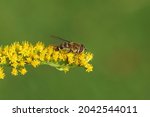 Female hoverfly, Syrphus torvus, family hoverflies (Syrphidae) on flowers of Canadian goldenrod (Solidago Canadensis). Netherlands, summer, September.                               