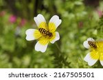 Hoverflies Epistrophe, family Syrphidae on flowers of Douglas' meadowfoam, poached egg plant (Limnanthes douglasii), family meadowfoam (Limnanthaceae). June, Dutch garden.                             