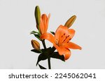 Orange Lilies Isolated On A...