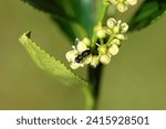 Small photo of Small, black hoverfly Paragus haemorrhous, family hoverflies (Syrphidae). Flowers of Evergreen spindle, Japanese spindle (Euonymus japonicus). Family Celastraceae