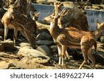 The Deer in the Malsi zoo, Dehradun, India.

