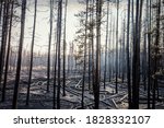 Burnt Pine Forest After The...