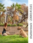 Small photo of red-haired woman in a park taming her Labrador retriver, teaching him the command to stay still.