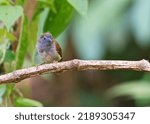 Small photo of chestnut-winged babbler is a babbler species in the family Timaliidae. It occurs in the Malay Peninsula from southern Thailand to Singapore, and in Sumatra. The grey-hooded babbler of Borneo was forme