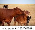 Red Angus Cow And Her Calf With ...