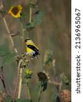 American Goldfinch Perched On A ...
