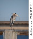 Sunlit Adult Great Blue Heron...