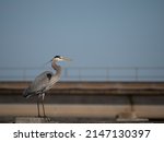 Adult Great Blue Heron Standing ...