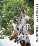 Captive Masai Giraffe Or...