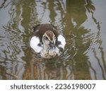 Muscovy Or Creole Duckling With ...