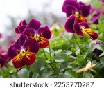 Purple, rust, and yellow-colored pansies or violas photographed with a shallow depth of field at eye level in Mercer Botanical Garden in Humble, Texas.