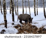 The wild boar with brown fur is standing among the birches in the Losiny Ostrov National Park, Moscow. The animal is eating something off the ground. Snow is everywhere. The hay is scattered.