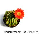 Red Flower Cactus  Mammillaria...