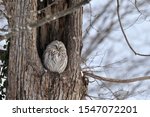 Owl In The Tree Cave.