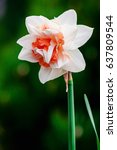 White Narcissus Flower...