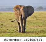 African Elephants Walking across the grassland image - Free stock photo ...