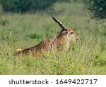 An Eland Rests In Tall Grass In ...