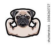 pug dog with muscles. vector... | Shutterstock .eps vector #1036263727