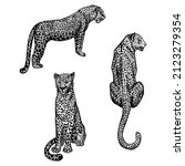 Set Leopards in engraving style isolated on white background. Hand drawn wildlife staying and sitting animals. Vintage sketch cheetahs. Tropical print predator. Vector graphic illustration.
