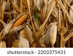 Close Up Of A Corncob In A Dry...