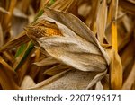 Close Up Of A Corncob In A Dry...